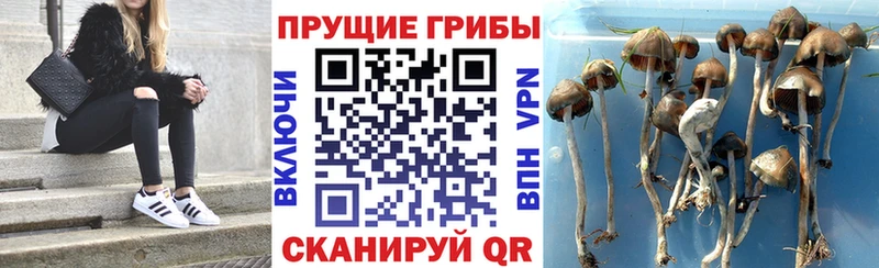 продажа наркотиков  Шарыпово  Псилоцибиновые грибы мицелий 